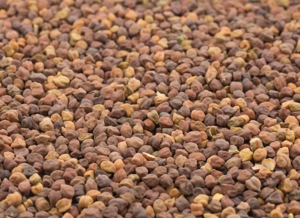 Govt to give states 15L tonne of chana